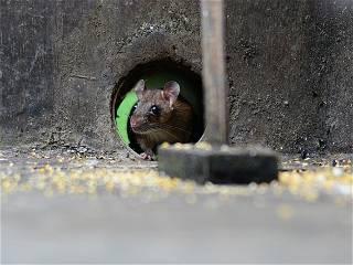 ‘Chicago Rat Hole’ has been removed by city