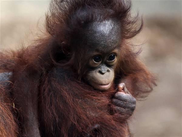 Busch Gardens welcomes critically endangered baby Bornean Orangutan