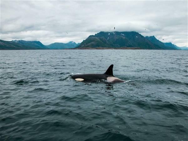 Orphaned B.C. orca may be eating fish, vet says, as rescuers plan new strategy