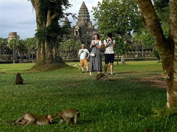Cambodia is investigating YouTubers' abuse of monkeys at the Angkor UNESCO site