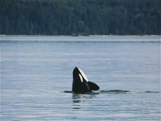 Chief says rescue effort for stranded orca calf four, five days away as plans ramp up