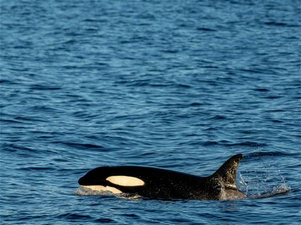 Rescuers plan helicopter airlift of orca calf stranded in B.C. lagoon