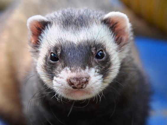 Two more black-footed ferrets are cloned, boosting hopes of saving an endangered species