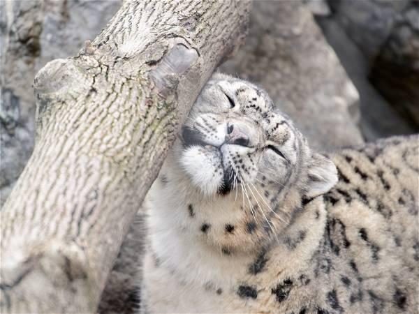 Toronto Zoo says Jita the snow leopard is pregnant