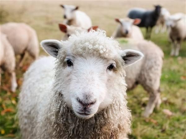 Someone Figured Out That Axe Body Spray Can Break Up Sheep Fights, Who Knew?