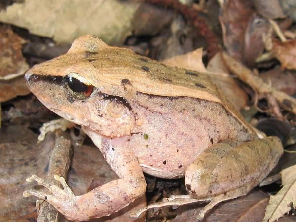 Frogs are screaming - we just can't hear them, scientists in Brazil discover