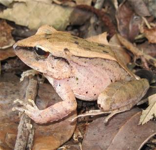 Frogs are screaming - we just can't hear them, scientists in Brazil discover