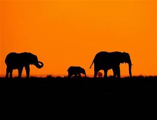 Botswana threatens to send 20,000 elephants to Germany in trophy hunting row