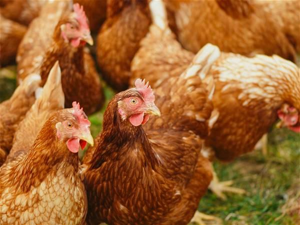 What to know about the latest bird flu outbreak in the US