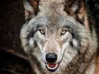 Wolf kills a calf in Colorado, the first confirmed kill after the predator's reintroduction