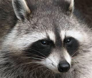 Hersheypark guests attacked by raccoon while in line for roller-coaster