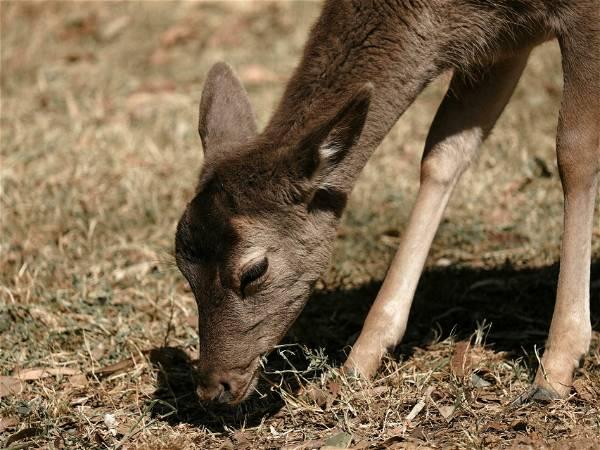 Chronic wasting disease detected in Indiana deer