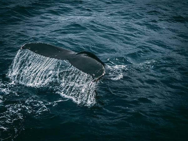 Whale is found entangled in U.S.: Devastating year for the vanishing species