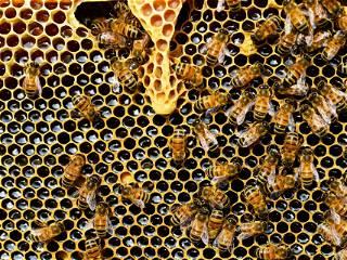 Woman whose daughter heard 'monsters' in house discovers 50,000 bees living in walls