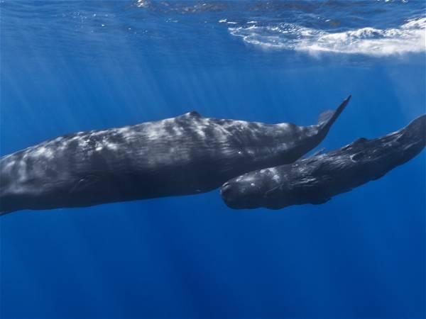 Sperm whale 'phonetic alphabet' discovered