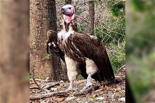 Dallas Zoo offering $10K for information about 'unusual' vulture death