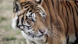Fugitive tiger euthanised in South Africa after attacks