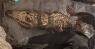 Mummified crocodiles found in Southern Egyptian tomb