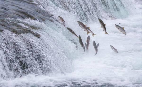 Biden administration blocks controversial mine to protect major salmon fishery