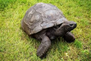 Jonathan, world's oldest living tortoise, set to ring his 190th birthday