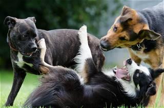 Humans struggle to identify aggression in dogs, other humans