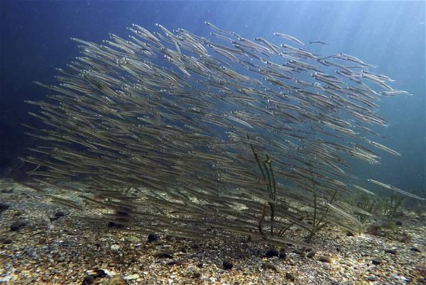 Loss of Tiny Organisms Hurts Ocean, Fishing, Scientists Say