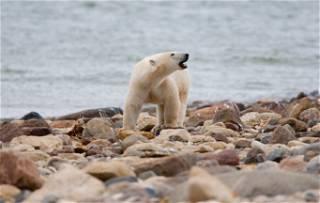 Polar bear kills woman, boy in Alaska