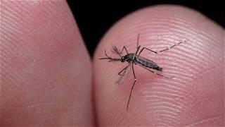 'Super' mosquitoes have now mutated to withstand insecticides, scientists say