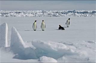 Scientists discover new emperor penguin colony in Antarctica - by spotting their poo from space