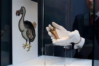Scientists are trying to resurrect the dodo centuries after the bird famously went extinct