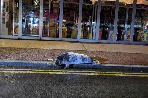 Friday night rescue for confused seal pup spotted outside Norfolk kebab shop
