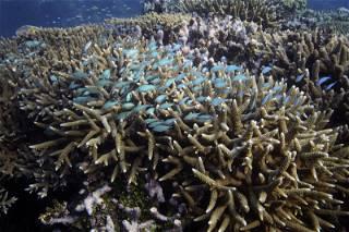 Australia argues against 'endangered' Great Barrier Reef status