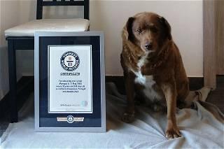 30-year-old dog named Bobi is the world’s oldest dog ever, Guinness World Records says