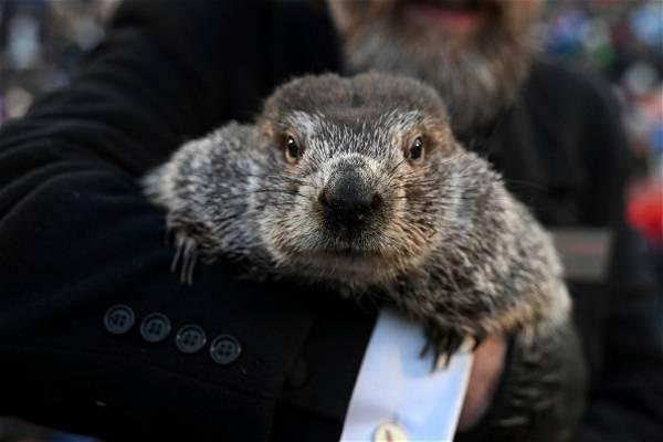 Canadian groundhog Fred la Marmotte found dead before planned prediction