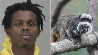 Texas man jailed in Dallas monkey case says he'd do it again
