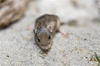 Tiny California mouse wins Guinness award for longevity
