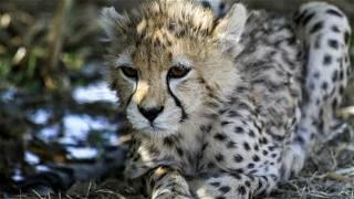 Last surviving critically endangered cheetah cub born last year in Iran dies