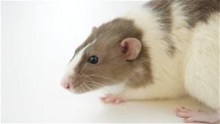 Blobs of human brain planted in rats offer new treatment hope