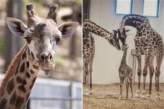 Giraffe dies after breaking his neck when it got stuck in zoo gate