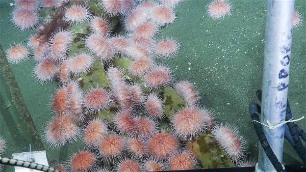 B.C's pink sea urchins are on the move to shallower waters thanks to climate change