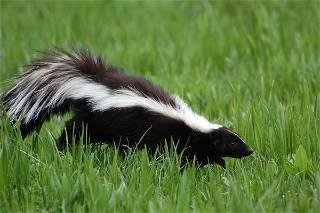 Seven skunk deaths prompt poison warning in Richmond