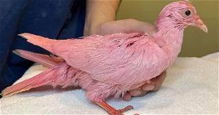 Pink pigeon found in New York City park thought to be deliberately dyed