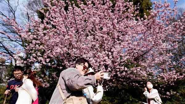 Tokyo cherry blossoms see earliest bloom on record