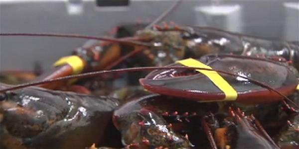 Maine group sues California aquarium for telling customers to avoid buying lobster