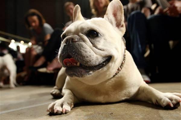 French bulldog becomes top US dog breed, a sometimes controversial choice