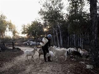 Chile's firefighting goats protect a native forest from deadly blazes