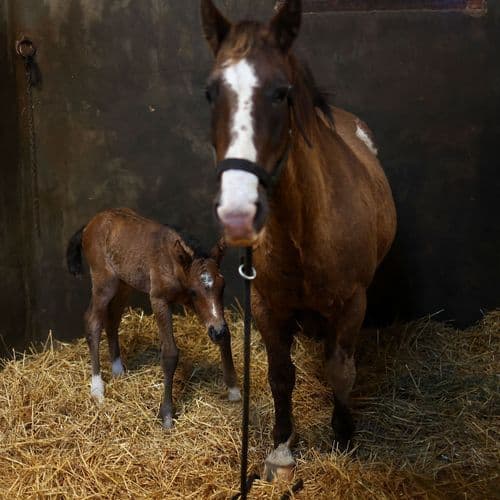 Tom Brady Reportedly Cloned His Pet Dog Lua, Who Died in 2023