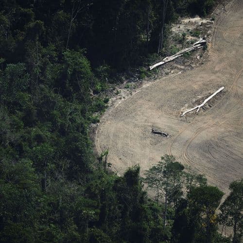 Amazon rainforest at risk as key protection under threat