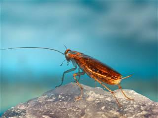 Humans helped the German cockroach conquer the world